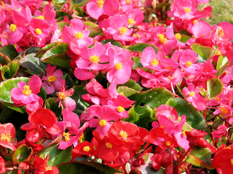 Begonia semperflorens