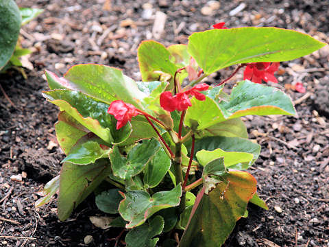 Begonia semperflorens