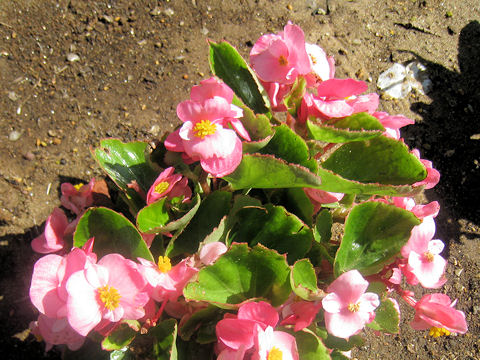 Begonia semperflorens