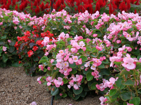 Begonia semperflorens