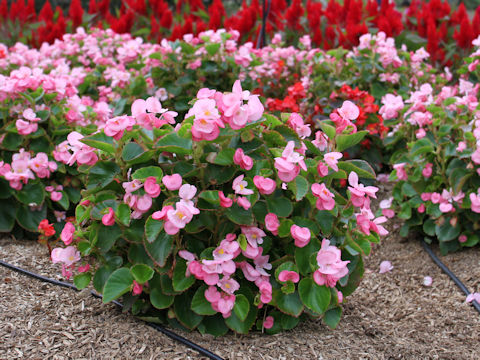 Begonia semperflorens