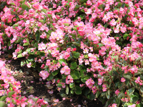 Begonia semperflorens