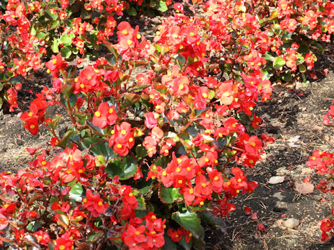 Begonia semperflorens