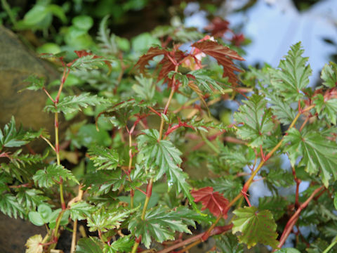 Begonia serratipetala