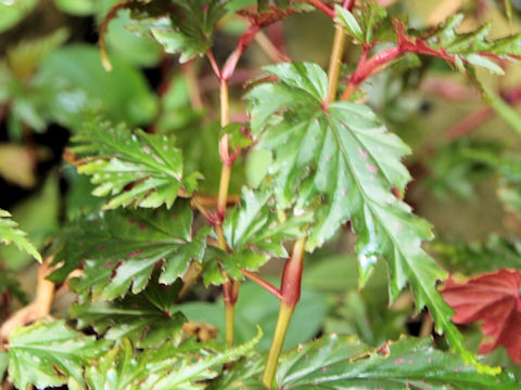 Begonia serratipetala