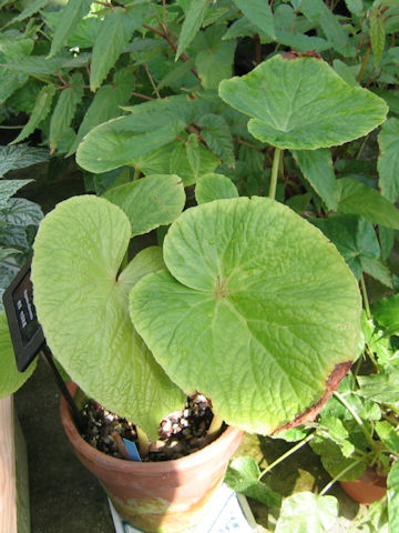 Begonia silletensis