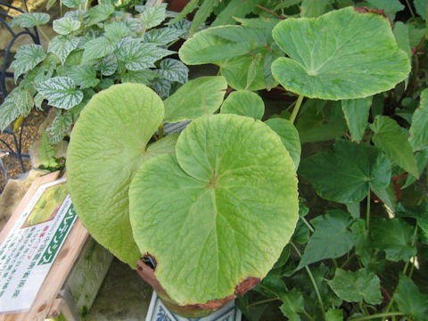 Begonia silletensis