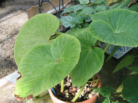 Begonia silletensis