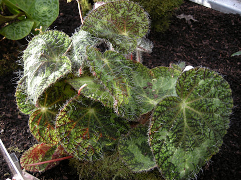 Begonia sizemoreae