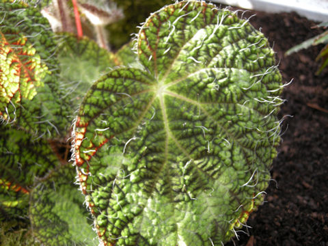 Begonia sizemoreae