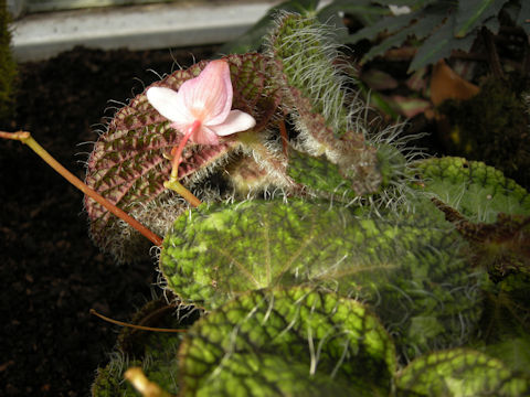 Begonia sizemoreae