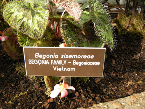 Begonia sizemoreae