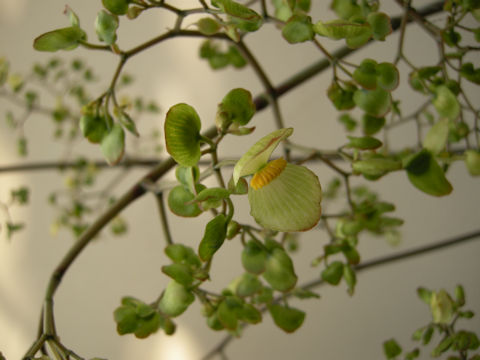 Begonia thiemei