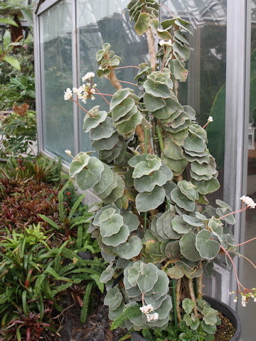 Begonia venosa