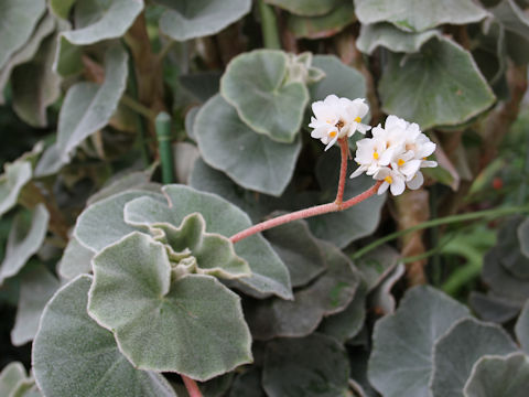 Begonia venosa