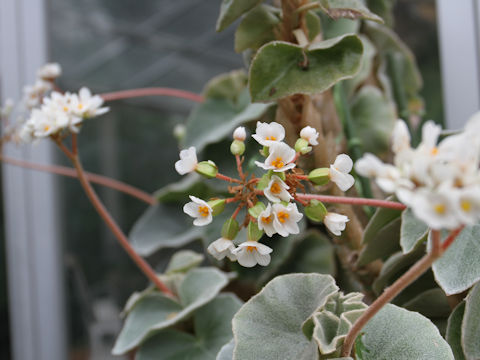 Begonia venosa