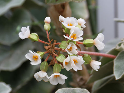 Begonia venosa