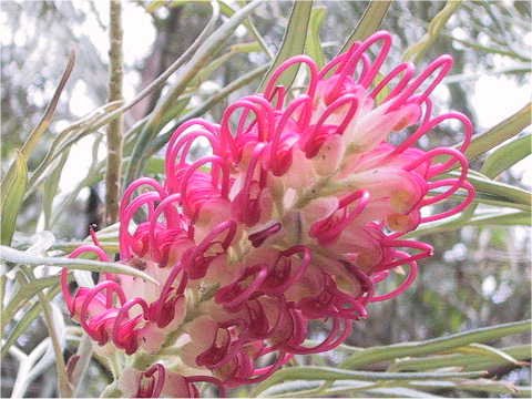 Grevillea banksii