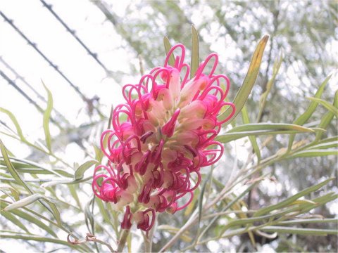 Grevillea banksii