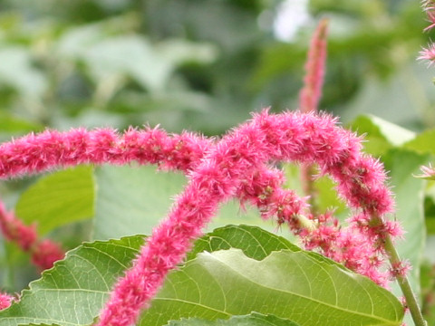 Acalypha hispida