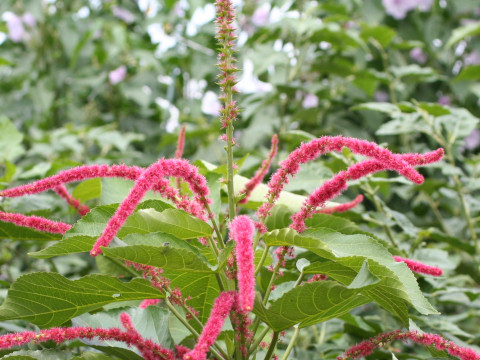 Acalypha hispida