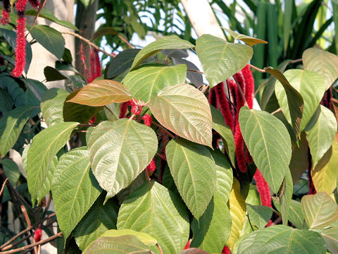 Acalypha hispida