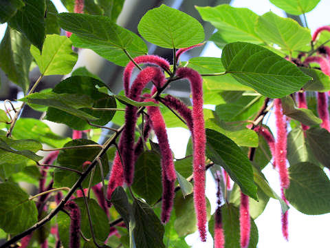 Acalypha hispida