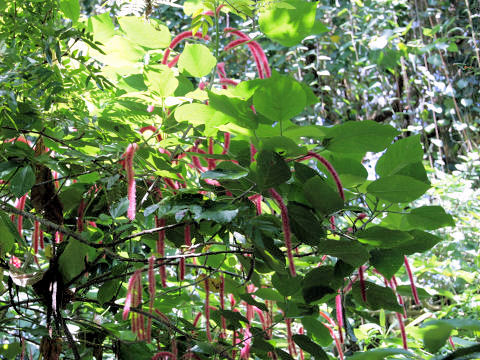 Acalypha hispida