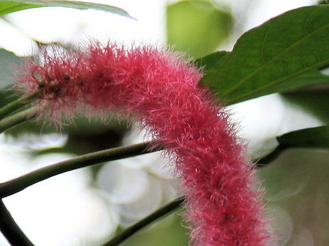 Acalypha hispida