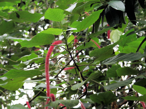 Acalypha hispida