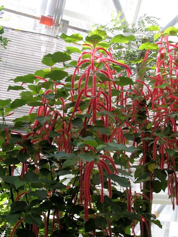 Acalypha hispida