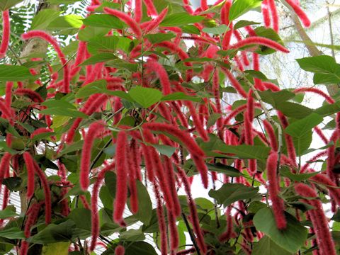 Acalypha hispida