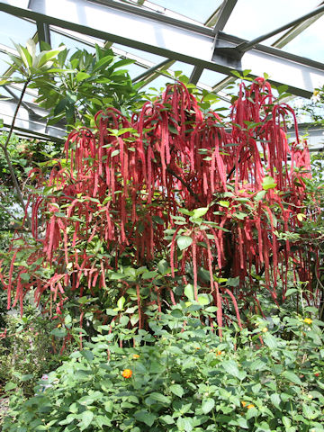 Acalypha hispida