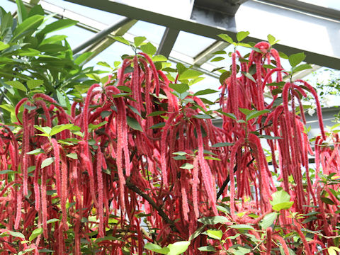 Acalypha hispida