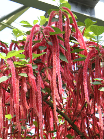 Acalypha hispida