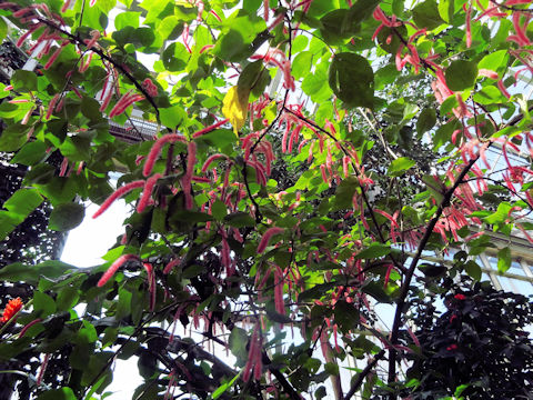 Acalypha hispida