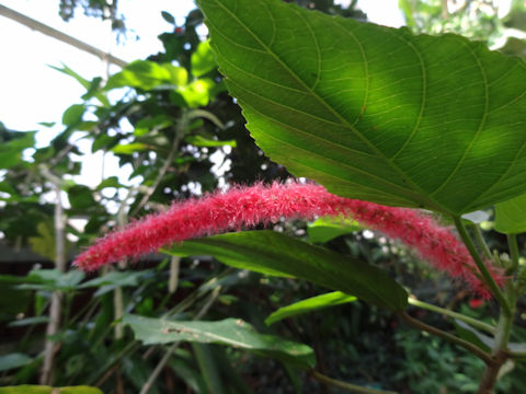 Acalypha hispida