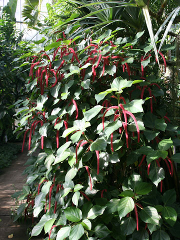 Acalypha hispida