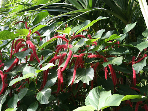 Acalypha hispida