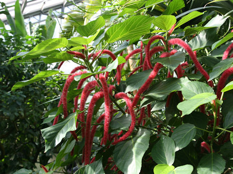 Acalypha hispida