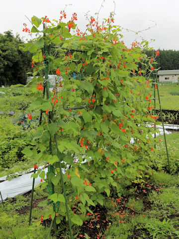 Phaseolus coccineus