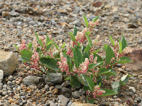Reynoutria japonica f. elata