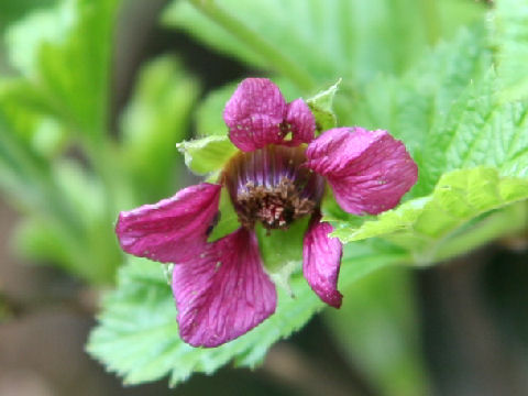 Rubus vernus