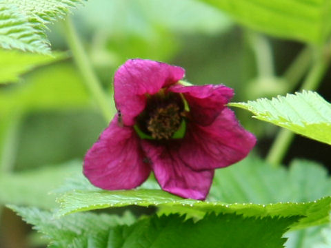 Rubus vernus