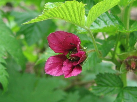 Rubus vernus