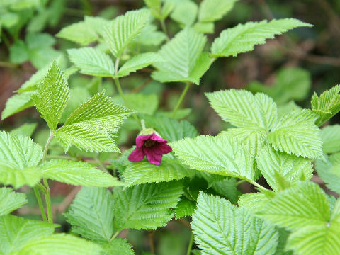 Rubus vernus