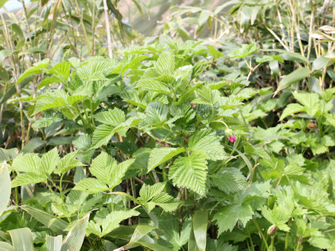 Rubus vernus