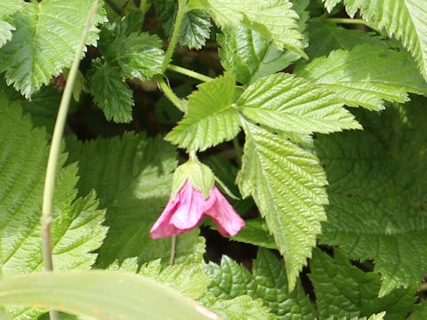 Rubus vernus