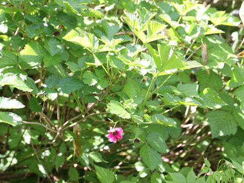 Rubus vernus