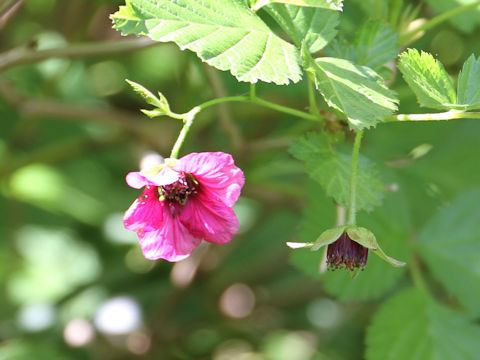 Rubus vernus